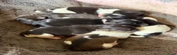 Jack Russell dogs for sale: Jack Russell puppies in Sheerness - Advert 4