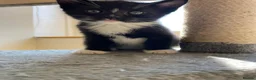 Mixed Breed cats for sale: Kitten - Advert 7