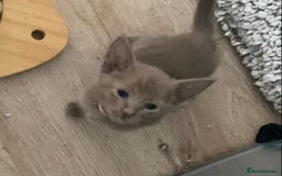 Mixed Breed cats for sale: Oriental X Siamese kittens  - Image 19