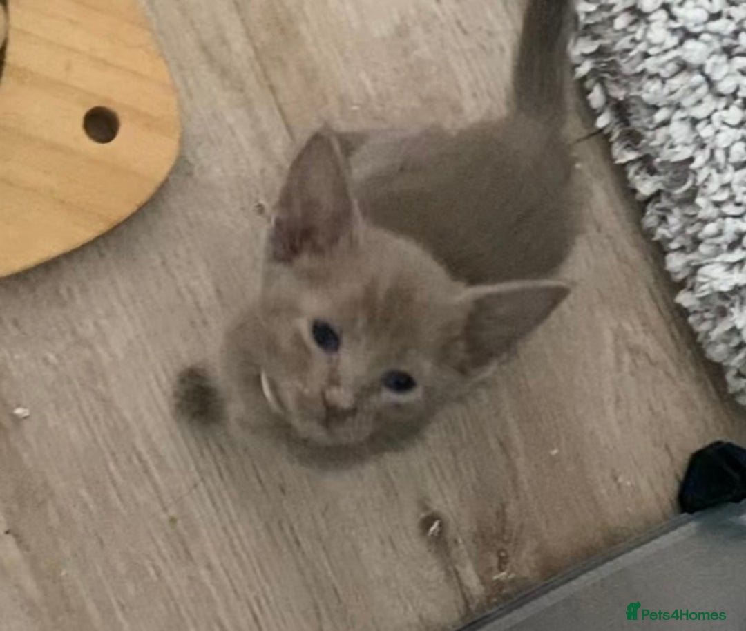 Mixed Breed cats for sale: Oriental X Siamese kittens  - Image 19