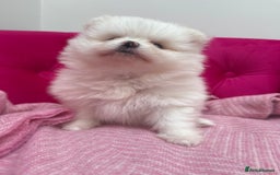 Pomeranian dogs for sale: READY 2nd August KC White Teddy Bear Poms - Image 23