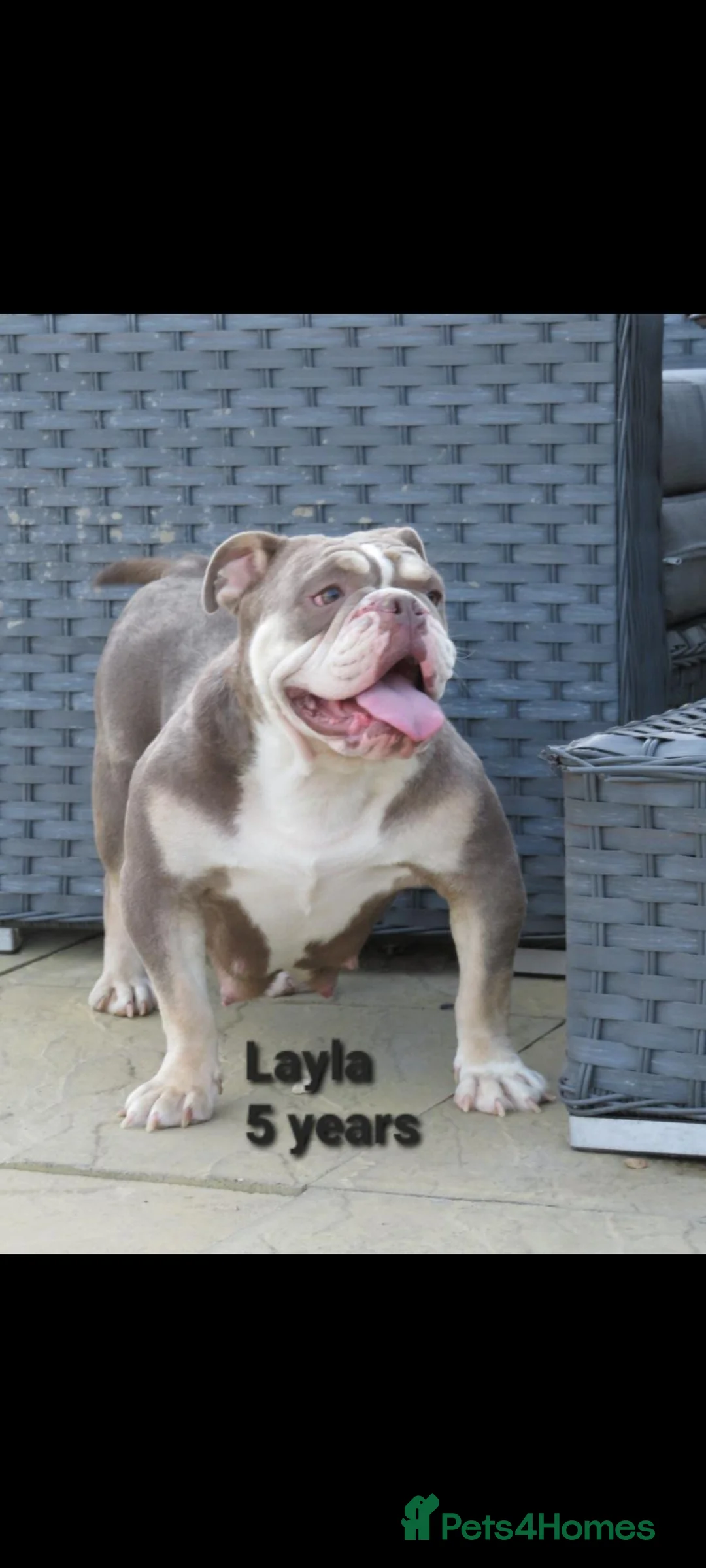 Old Tyme Bulldog dogs for sale: Layla looking for forever home - Advert 1