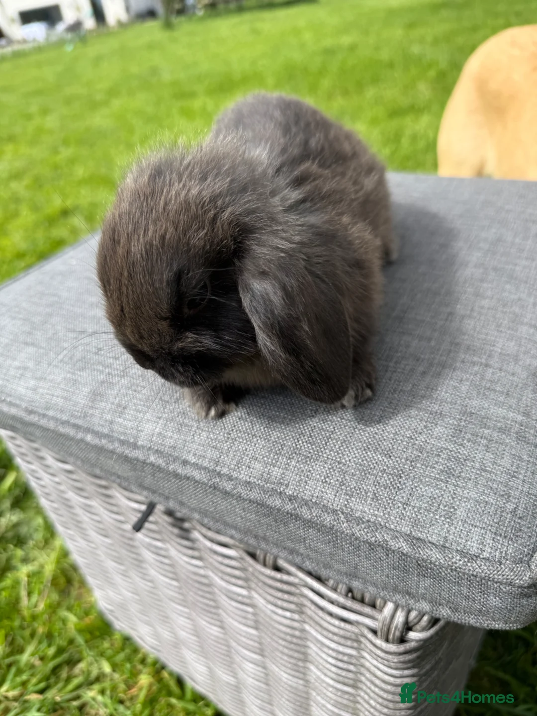 Mini Lop rabbits for sale: Beautiful mini lops in Northallerton - Advert 2