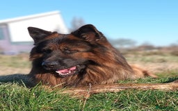 German Shepherd dogs for stud: Best blood stud - Image 12