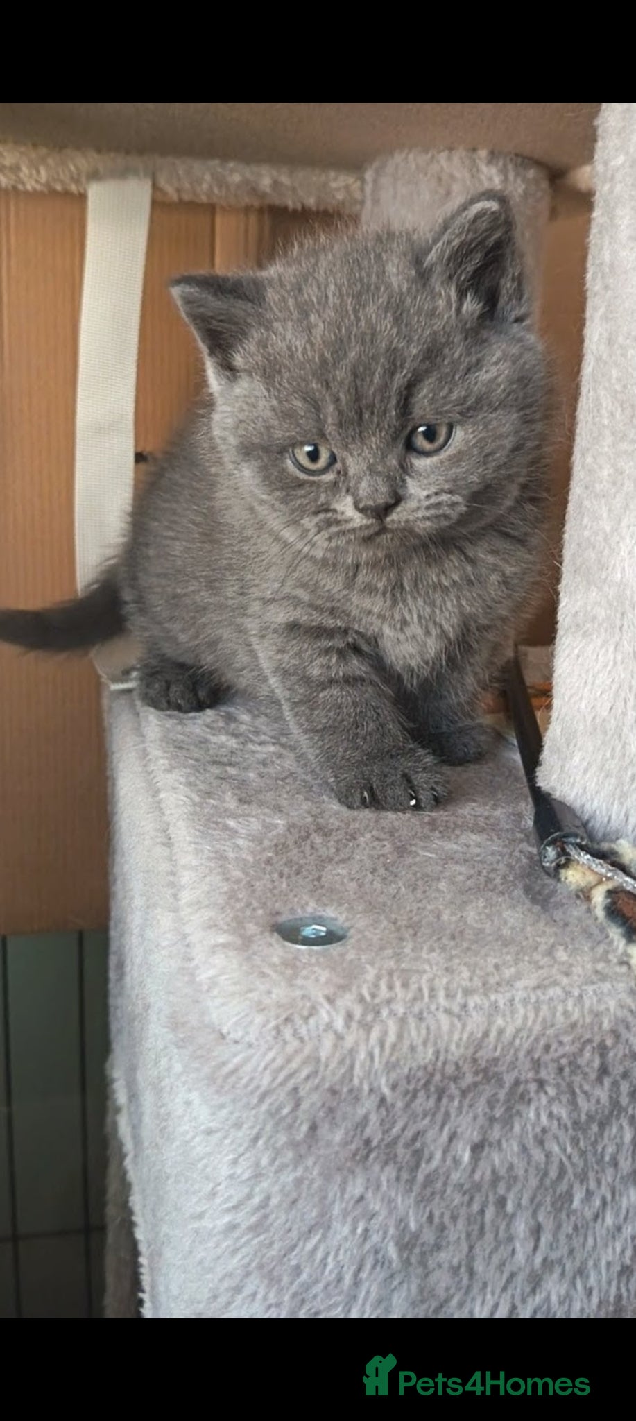 British Shorthair cats Beautiful BSH Litter GCCF Reg* DNA Tested Parents* - Advert 1