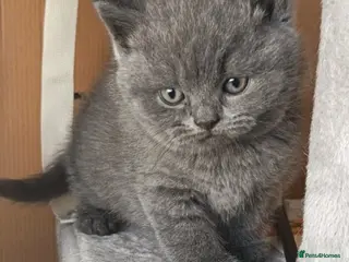 British Shorthair cats Beautiful BSH Litter GCCF Reg* DNA Tested Parents* - Advert 1