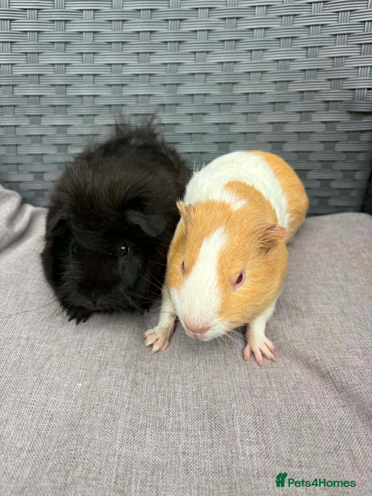 Guinea Pig rodents Sows and Trio of Boars  - Advert 2