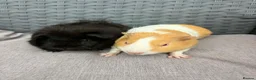 Guinea Pig rodents for sale: Sows and Trio of Boars  - Advert 2