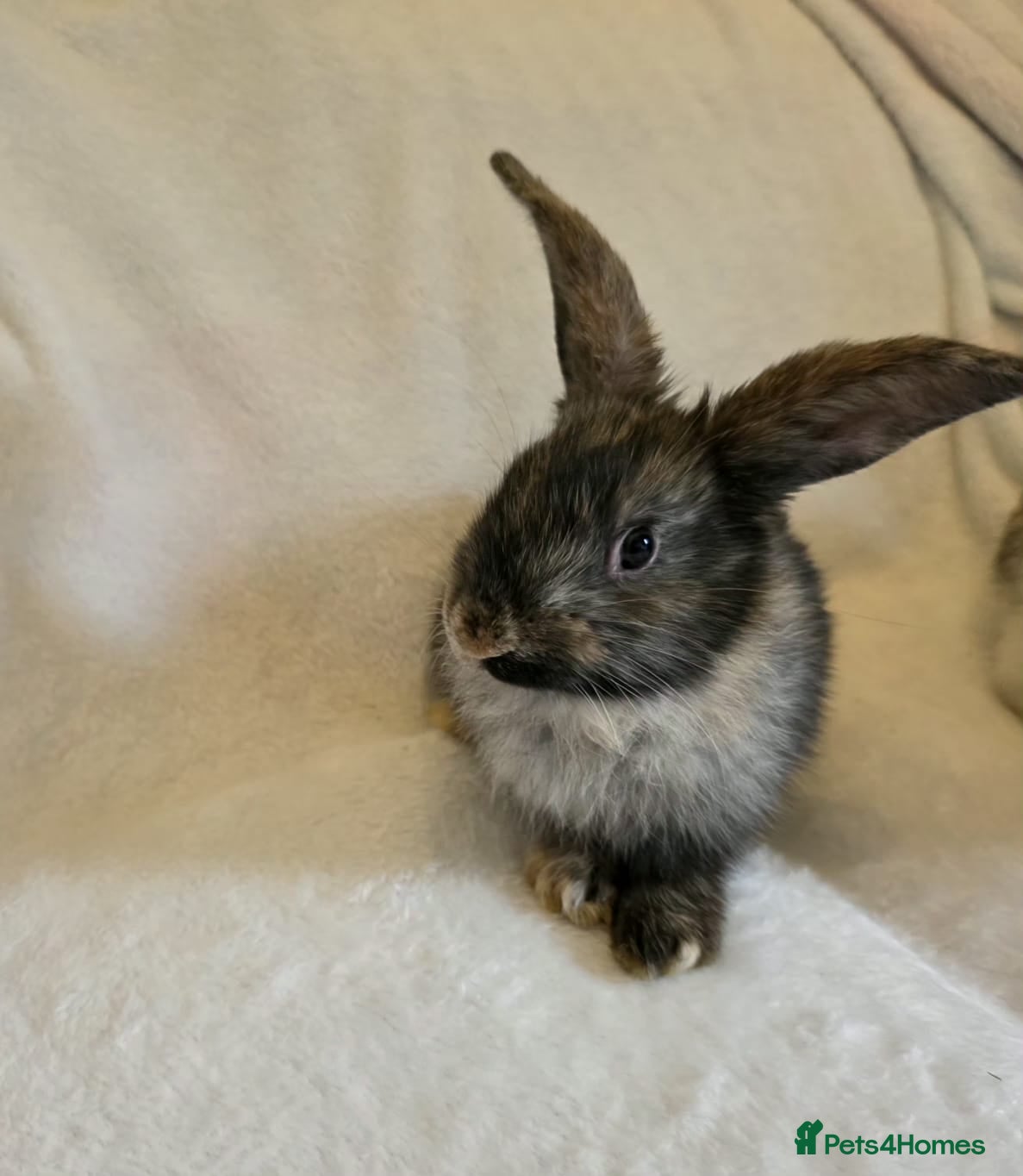 Mixed Breed rabbits Mixed giant breed rabbits - Advert 19