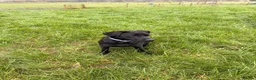Labrador Retriever dogs for sale: 15month old Labrador bitch  - Advert 2