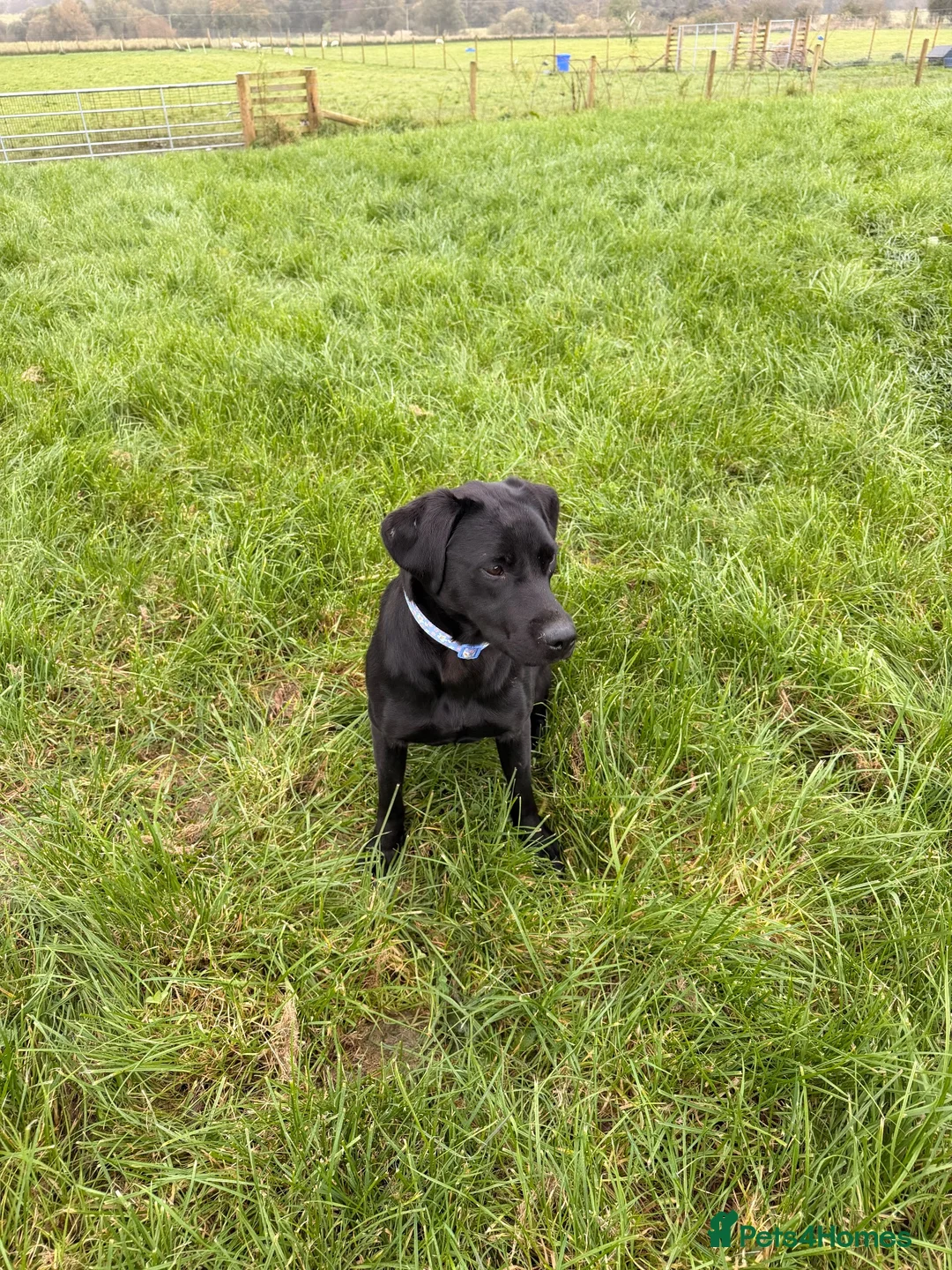 Labrador Retriever dogs for sale: 15month old Labrador bitch  - Advert 2