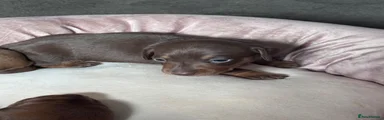 Choc and tan male 