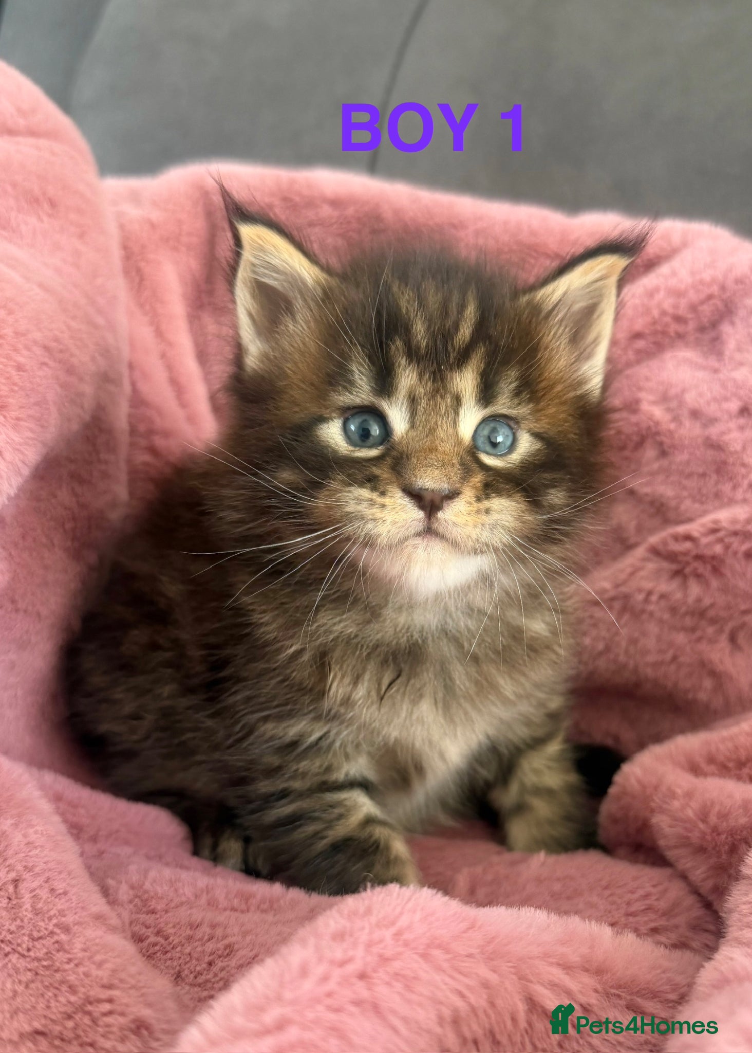 Maine Coon cats CHAMPION LINE MAINE COON KITTENS  - Advert 4