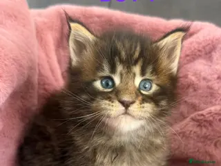 Maine Coon cats CHAMPION LINE MAINE COON KITTENS - Advert 3