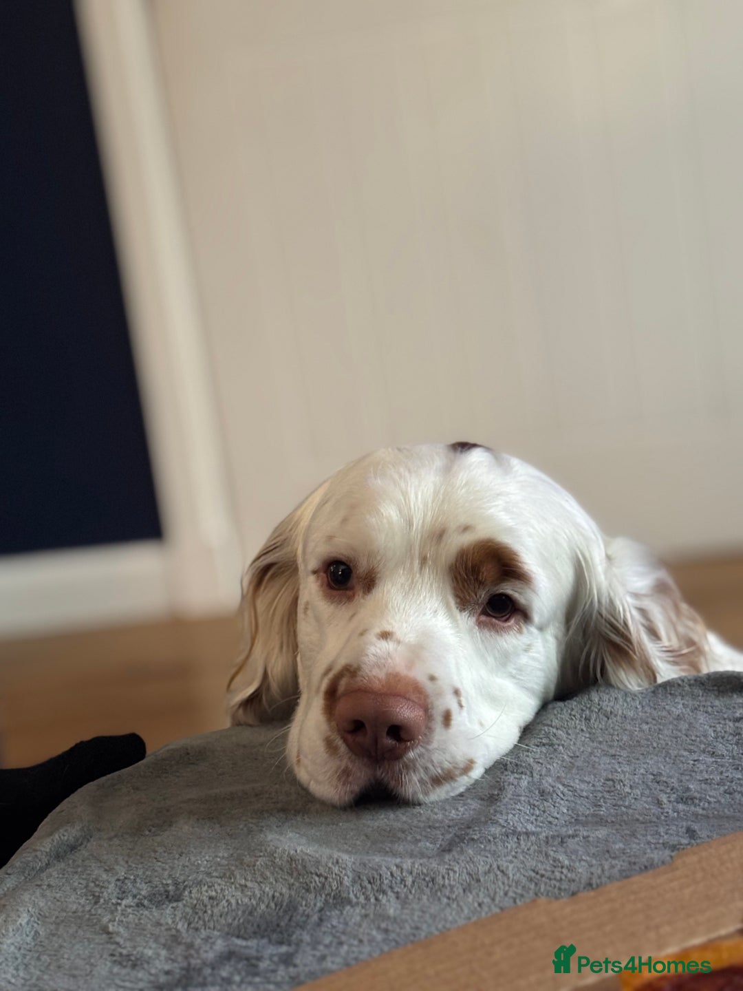 Clumber Spaniel dogs for sale: Clumber spaniel - Advert 3