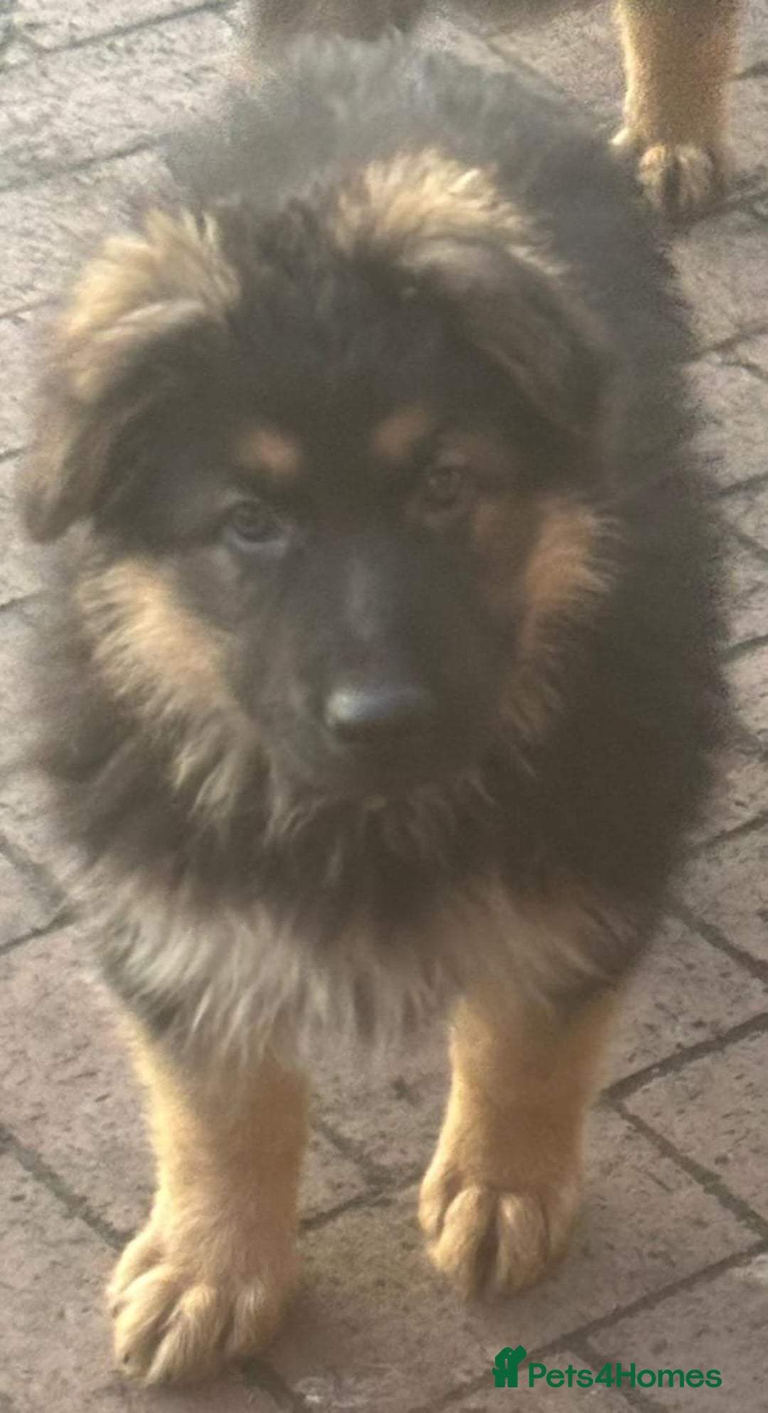 German Shepherd dogs for sale: Kc registered German Shepard pups - Advert 9