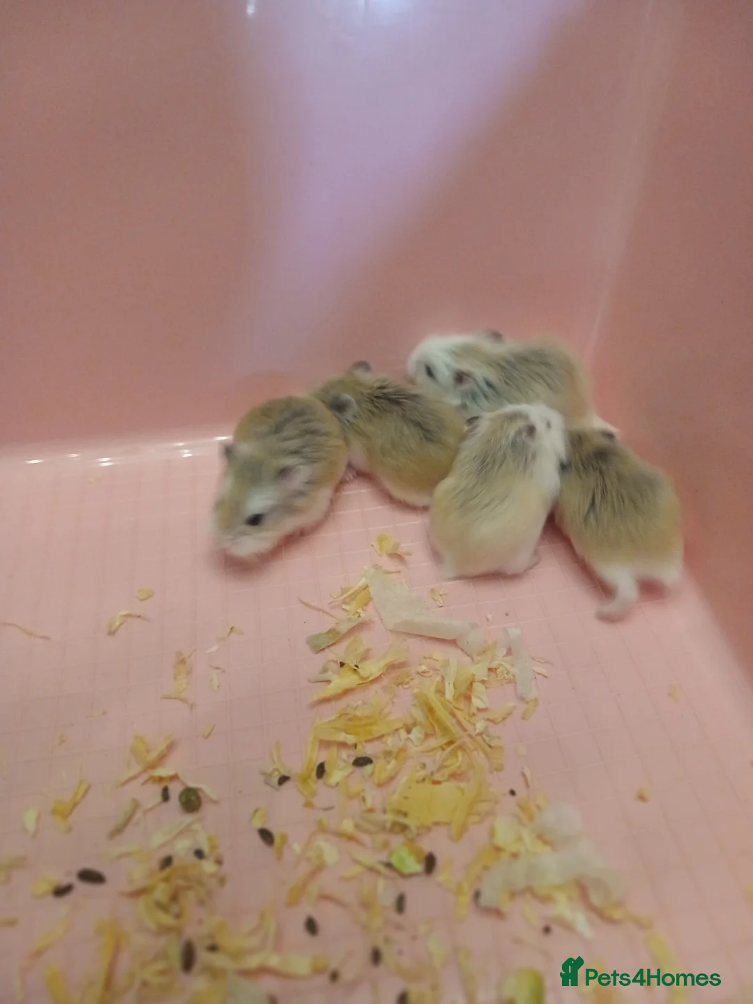Hamster rodents for sale: Hamster  - Advert 1