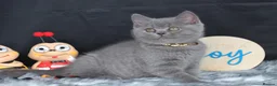 British Shorthair cats for sale: Tica registered British Shorthaired kittens - Advert 14