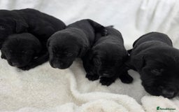 Labrador Retriever dogs for sale: 🐾 Adorable Black Labrador Puppies Ready Soon 🖤🐾 - Image 10