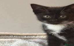 Domestic Shorthair cats for sale: Beautiful black and white tuxedo kittens for sale  - Image 2
