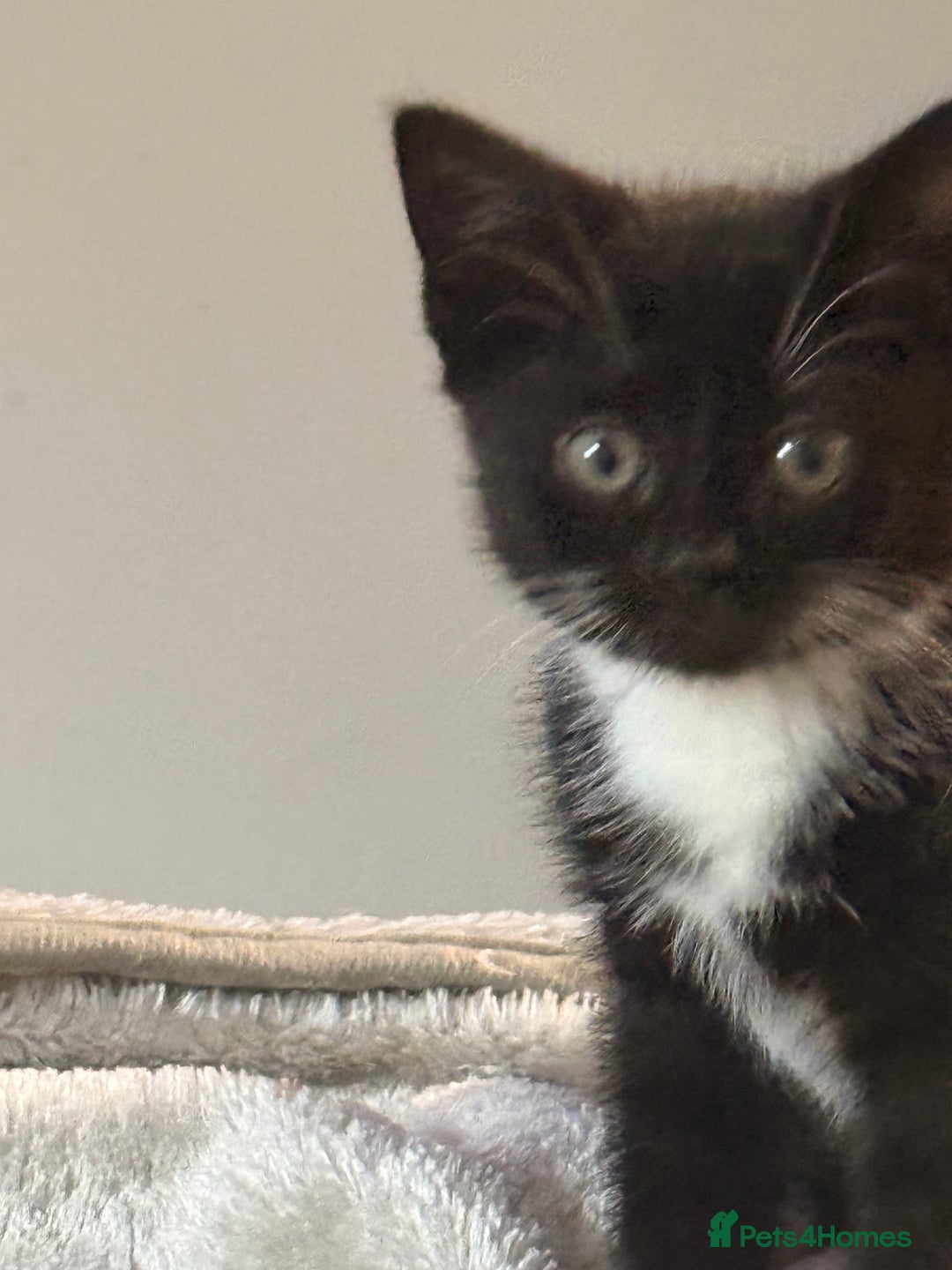 Domestic Shorthair cats for sale: Beautiful black and white tuxedo kittens for sale  - Image 2