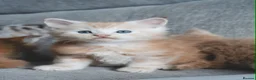 Maine Coon cats for sale: 3 TICA pedigree registered male Maine coon kittens - Advert 4