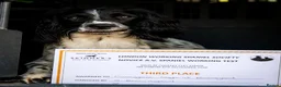 English Springer Spaniel dogs for stud: Exciting English Springer Spaniel for Stud - Advert 8