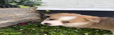 Welsh Corgi Pembroke 2