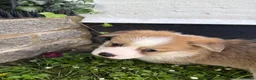 Welsh Corgi Pembroke dogs for sale: Handsome KC Reg Pembroke Corgi Pups in Caerphilly - Advert 26