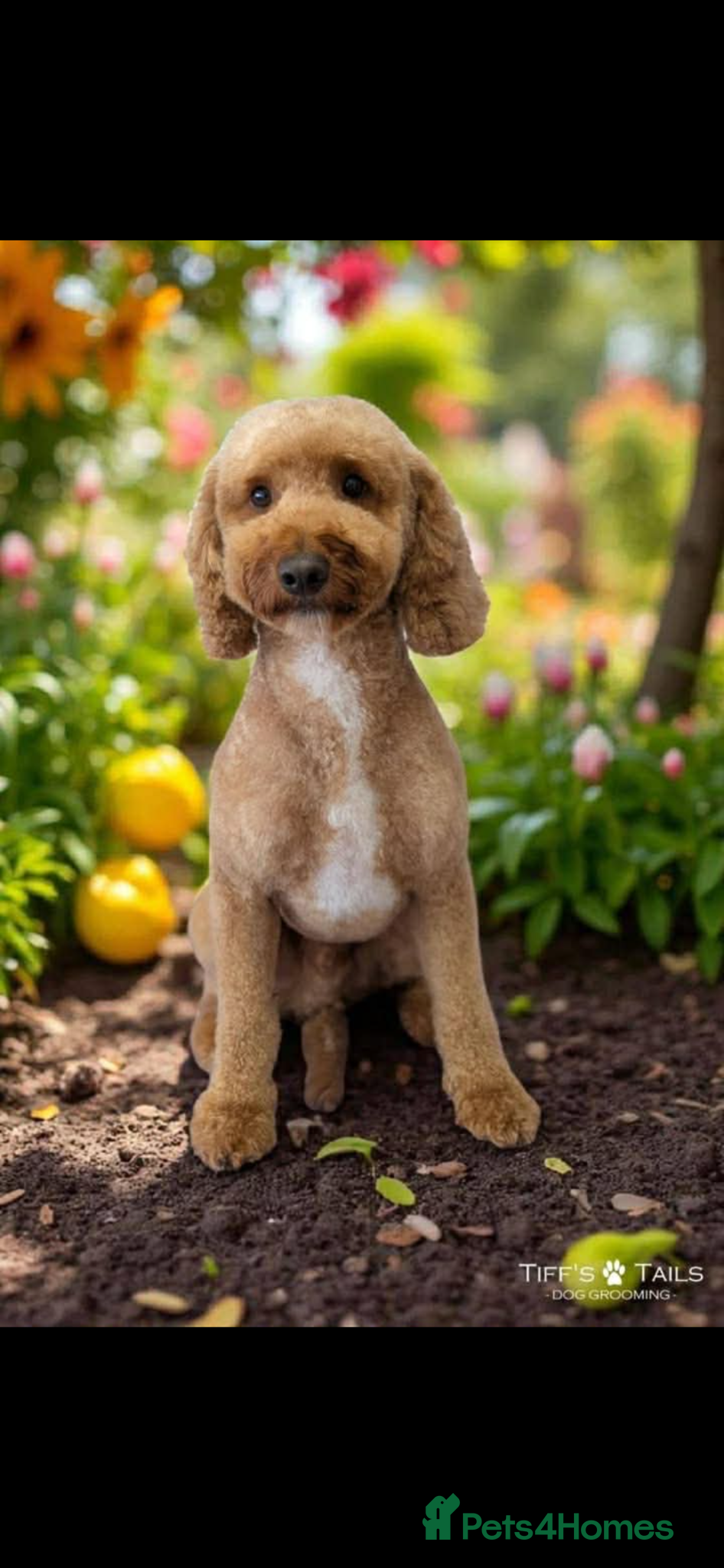 Miniature Poodle dogs for sale: ⭐️⭐️ stunning miniature poodle puppies ⭐️⭐️ - Advert 3