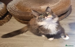 Maine Coon cats for sale: Maine Coon kittens in Manchester  - Image 13