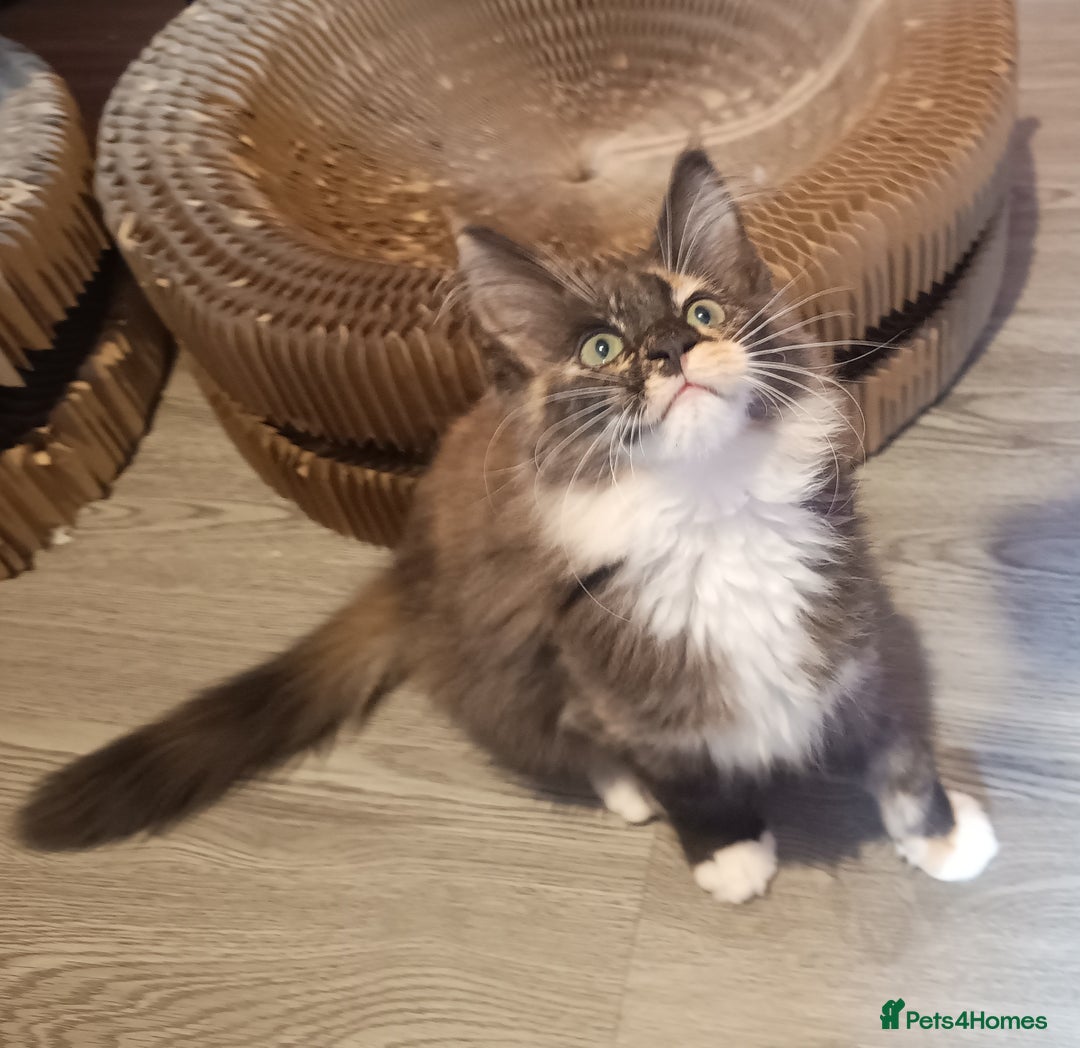 Maine Coon cats for sale: Maine Coon kittens in Manchester  - Image 13