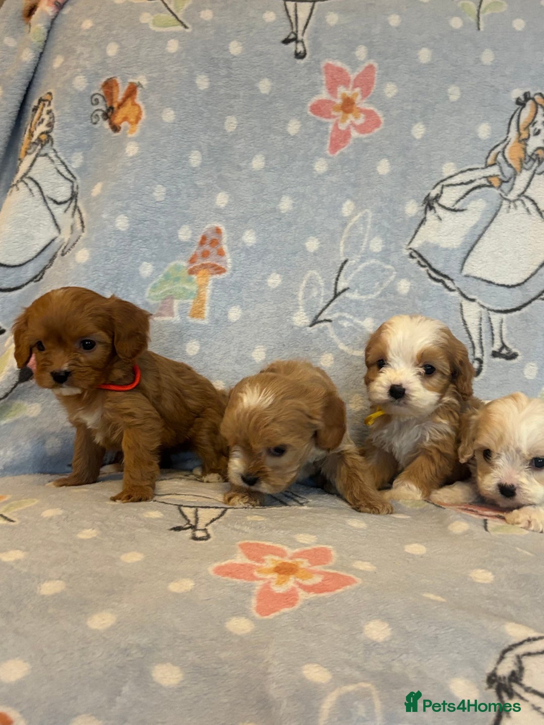 Cavapoo dogs for sale: Beautiful cavapoo pups from family home  - Advert 6