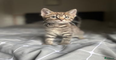 Mixed Breed cats - Advert 13