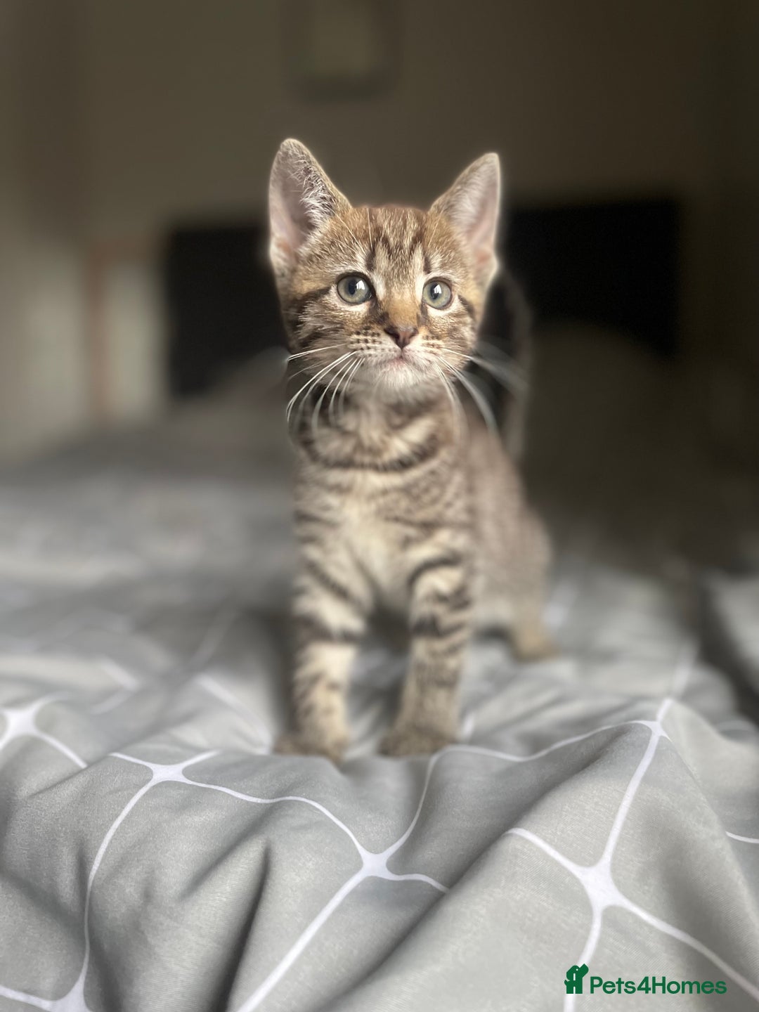 Mixed Breed cats for sale: 1/4 Bengal Female Kitten  - Image 2