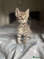 Mixed Breed cats - Advert 13