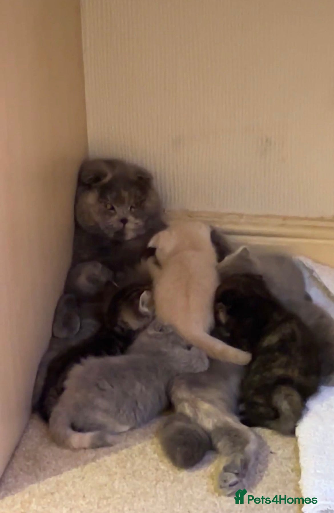 Scottish Fold cats Scottish fold kittens  - Advert 20