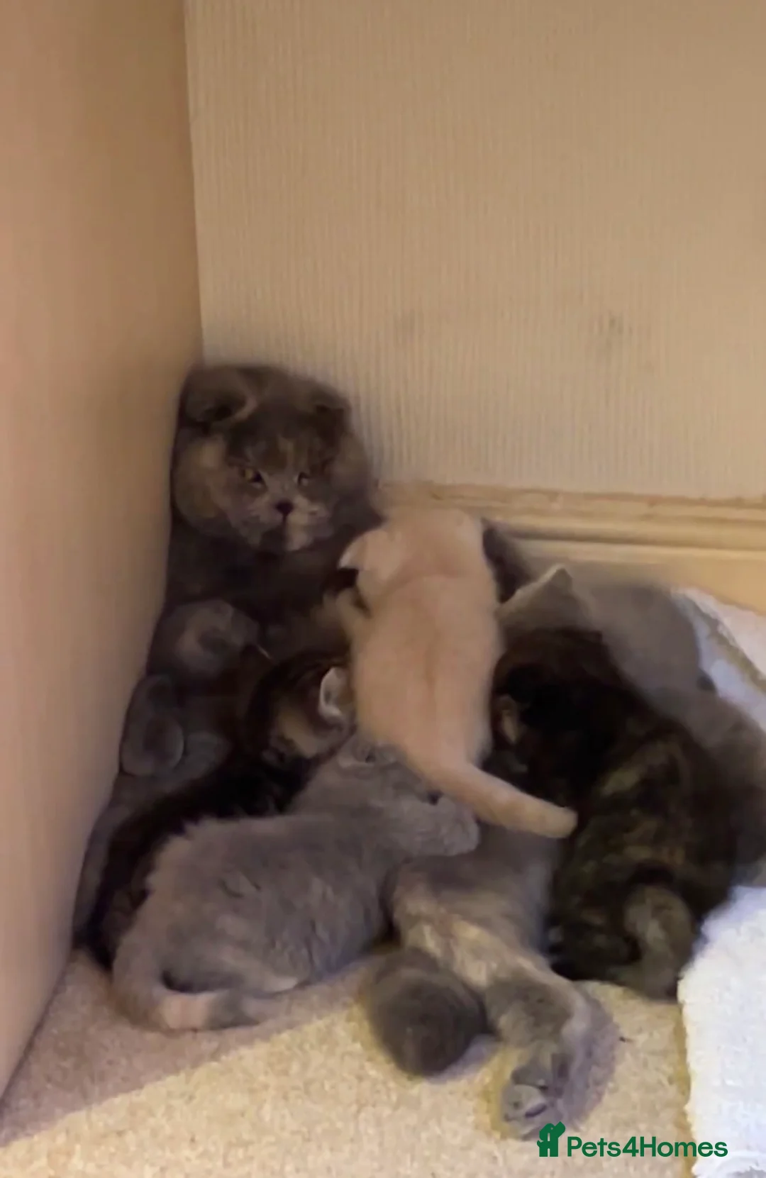 Scottish Fold cats for sale: Scottish fold kittens  - Advert 2