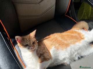 British Shorthair cats Unfortunately I am giving out my cats - Advert 3