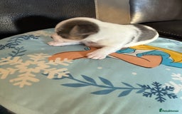 Jack Russell dogs for sale: Rare colouring Jack Russell’s 4 Male - Advert 7