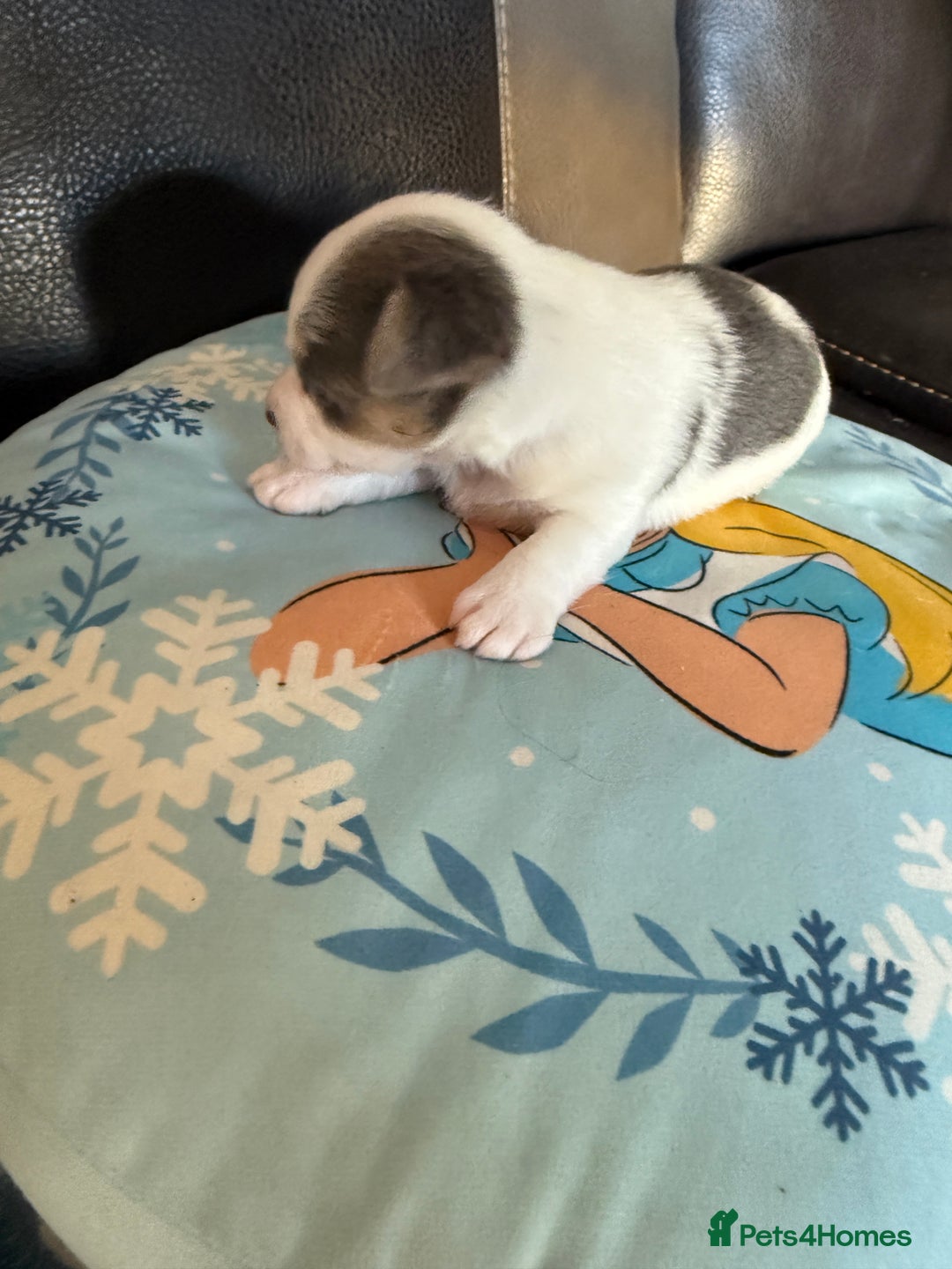 Jack Russell dogs for sale: Rare colouring Jack Russell’s 4 Male - Advert 7