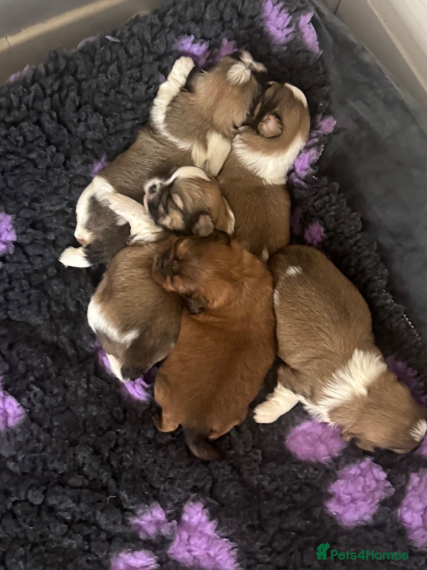 Shih Tzu dogs Shih Tzu pups - Advert 1