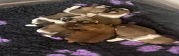 Shih Tzu dogs for sale: Shih Tzu pups - Advert 1