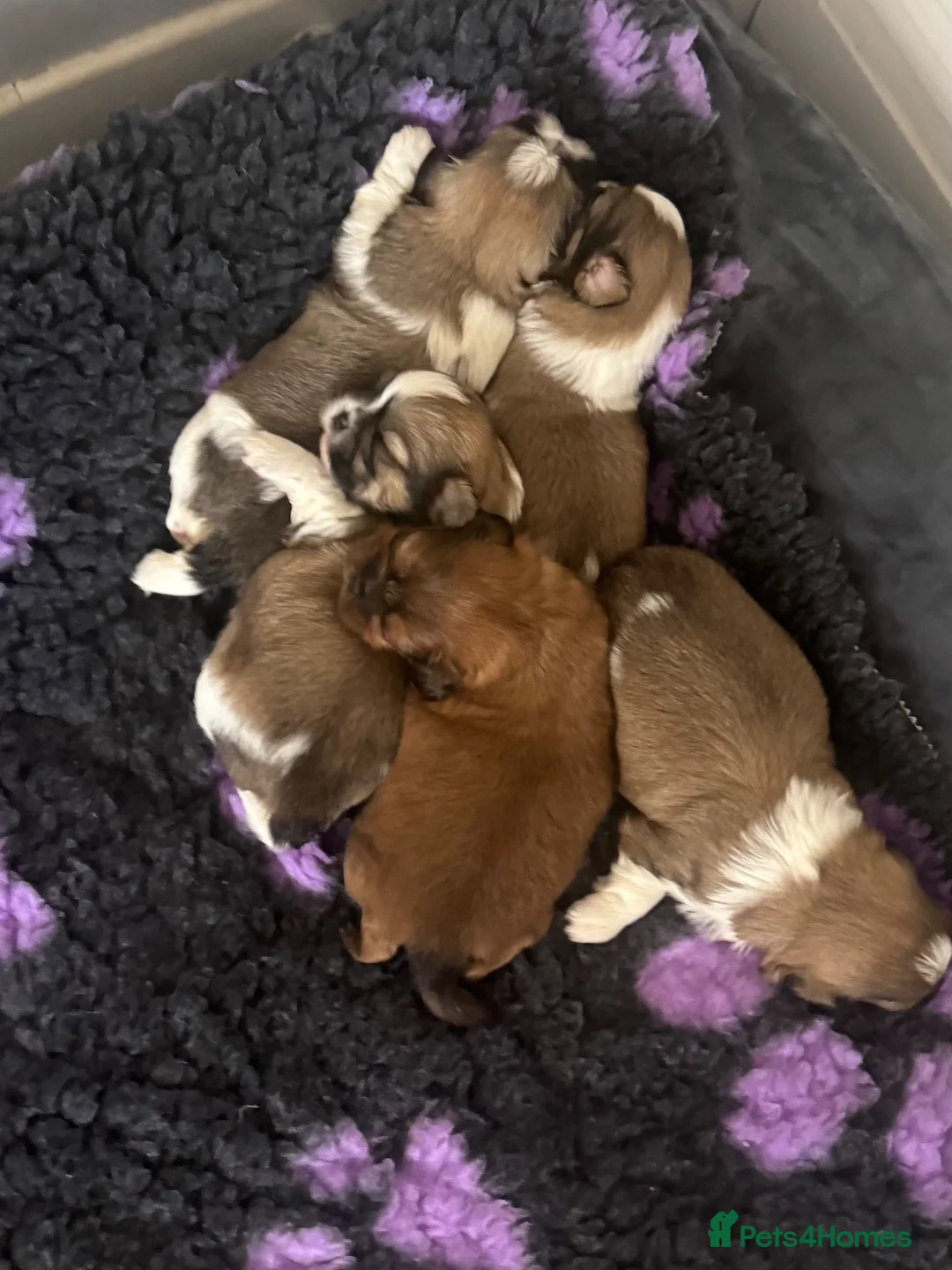 Shih Tzu dogs for sale: Shih Tzu pups - Advert 1
