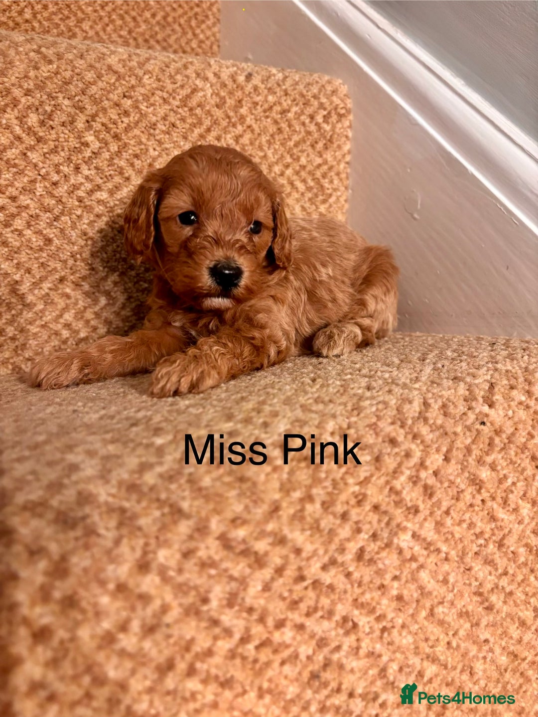 Cavapoo dogs for sale: X5 Beautiful F1b Cavapoo puppies remaining  - Advert 6