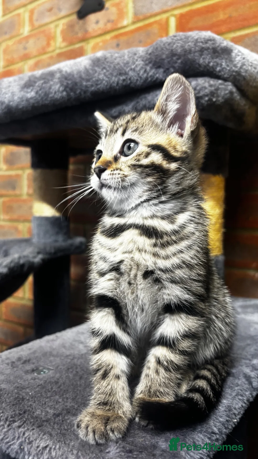 British Shorthair cats for sale: 4 kittens - Advert 9