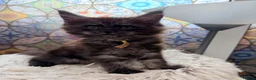 Maine Coon cats for sale: Beautiful high smoked blue & black smoked kittens  - Advert 20