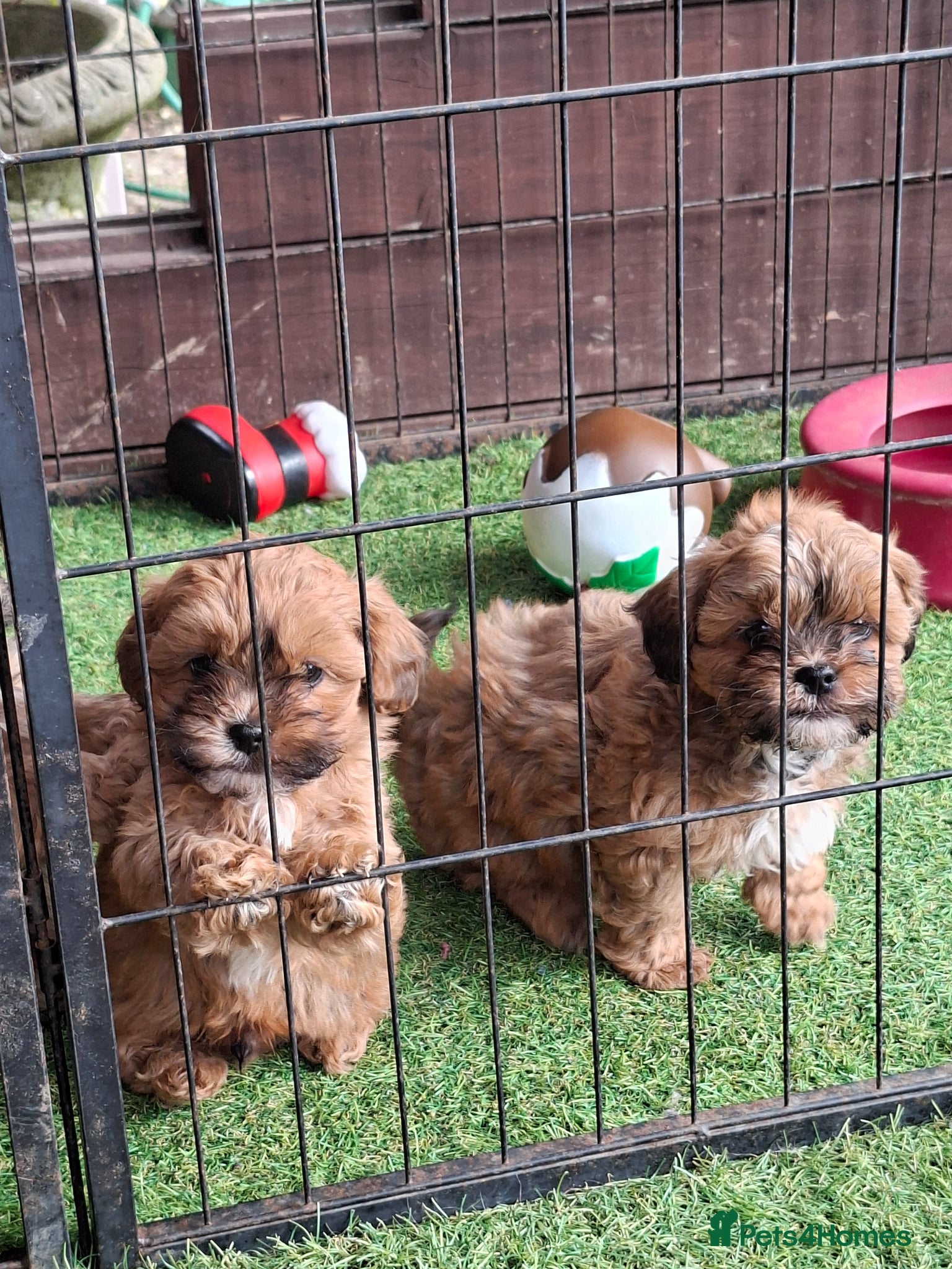 Shihpoo dogs Stunning F1 Shihpoo puppies  - Advert 6