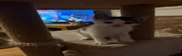 Mixed Breed cats for sale: Half Sphynx boy  - Advert 13