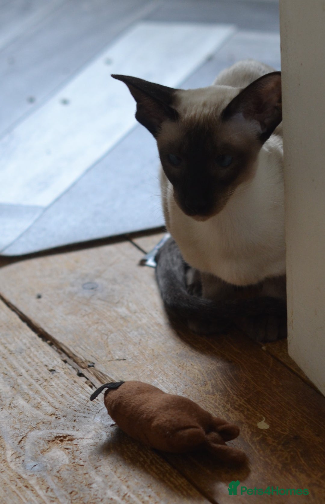 Siamese cats for sale: TICA registered beautiful siamese girl in Stowmarket - Image 3
